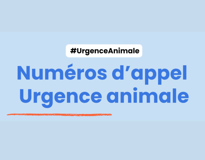 🐾 Animaux errants, sauvages, perdus, blessés ou maltraités : Que faire ?