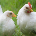 Grippe aviaire – Rappel des mesures de précaution