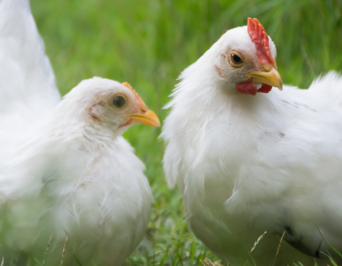 Grippe aviaire – Rappel des mesures de précaution